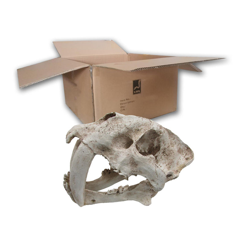 iPetz Sabre Tooth Skull (35x19x22cm)
