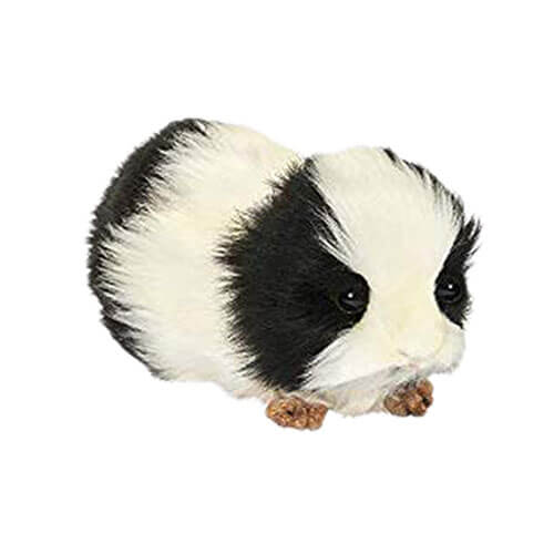 Hansa Guinea Pig